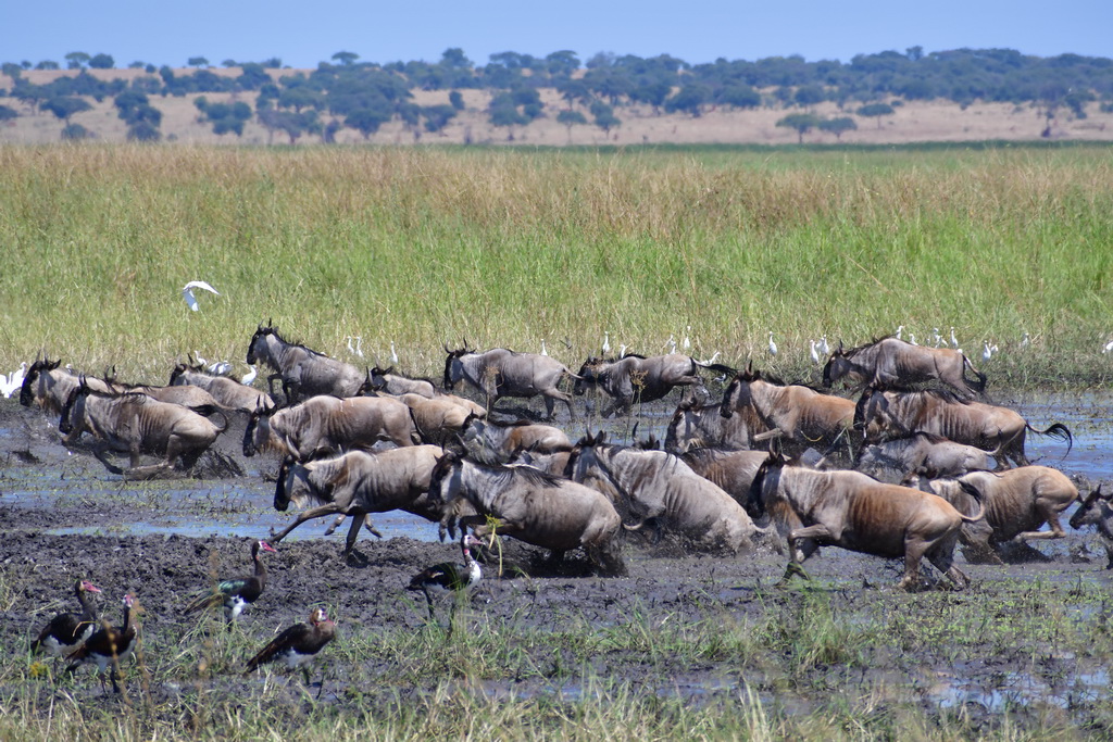 Tarangire NP